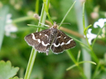 Pyrausta nigrata 